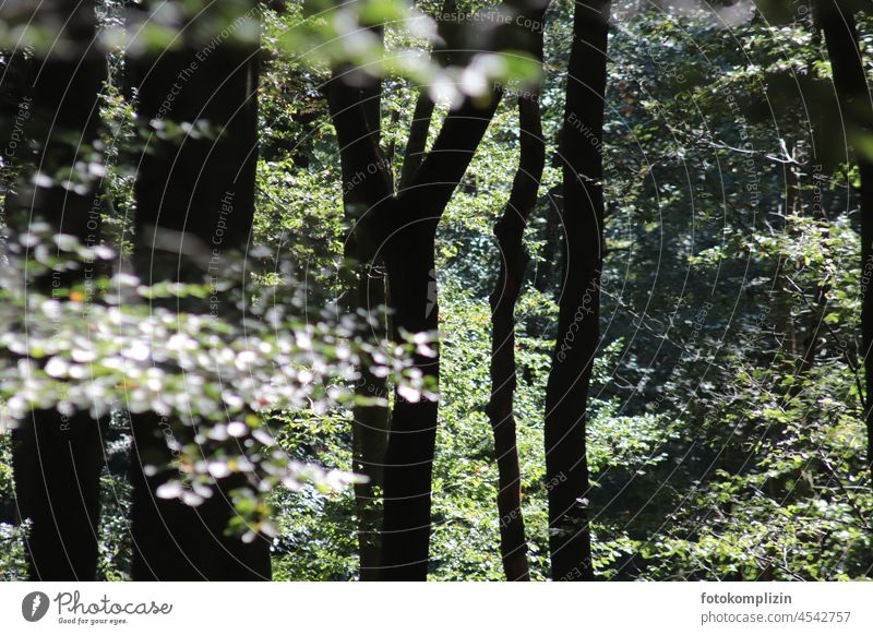 Waldstimmung : grünes Licht- und Schattenspiel Bäume Blätter Stimmung waldbaden Sommer Laubwerk Natur Lichtstimmung im Grünen Licht und Schatten leuchten