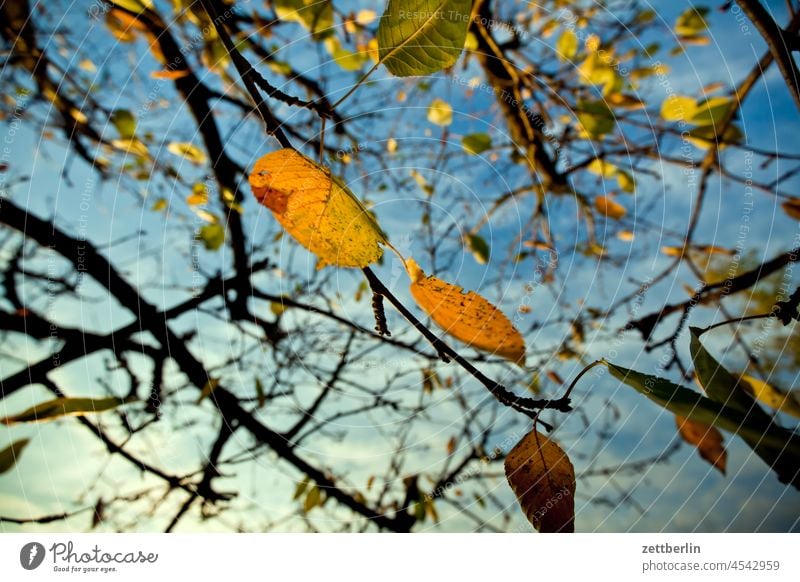 Kirschbaum im Spätherbst abend ast dunkel dämmerung erholung erwachen ferien garten herbstlaub himmel kleingarten kleingartenkolonie laubfärbung menschenleer