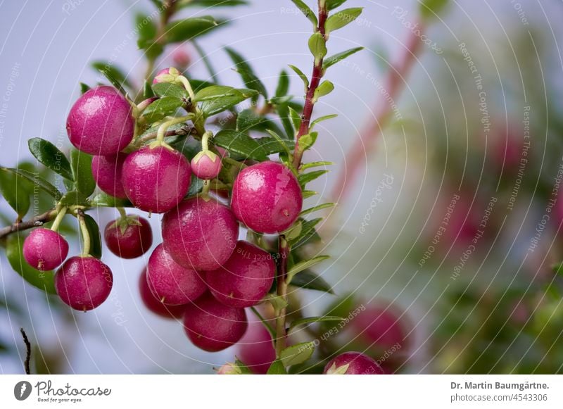 Gaultheria mucronata, Torfmyrte, immergrüner Strauch mit roten Scheinbeeren aus dem Süden Südamerikas Ericaceae Heidekrautgewächse Früchte aus Südamerika