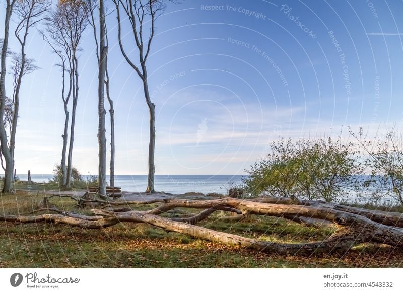 Irgendwann erwischt es jeden mal... Wald Bäume Baum Baumstämme Meer Horizont Ostsee Todholz Gespensterwald Himmel blau wolkenlos Schönes Wetter Wiese Waldboden