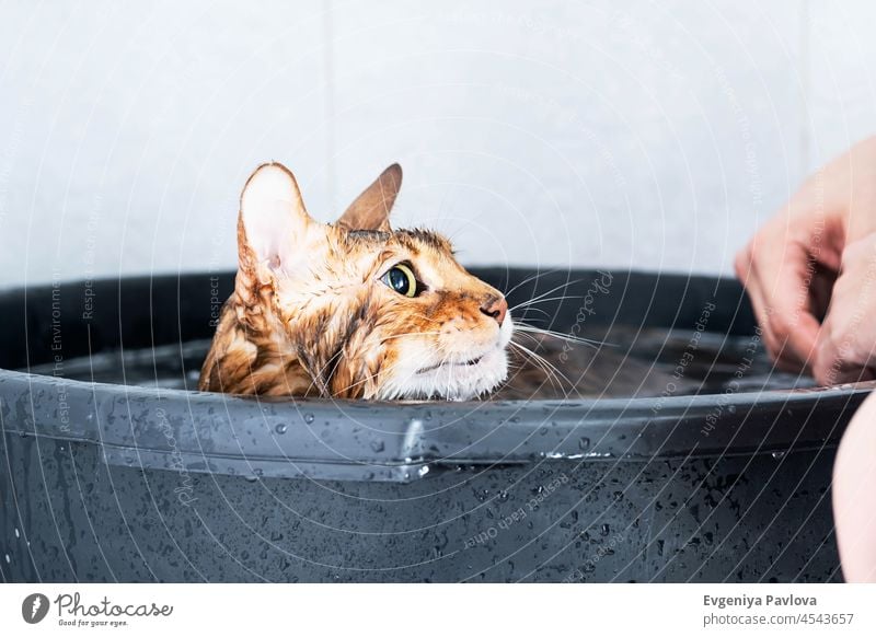 Lustige nasse Katze. Bad oder Dusche für eine Katze der Rasse Bengalen. Haustier-Hygiene-Konzept. bezaubernd Tier Baden Badewanne schön züchten braun Pflege