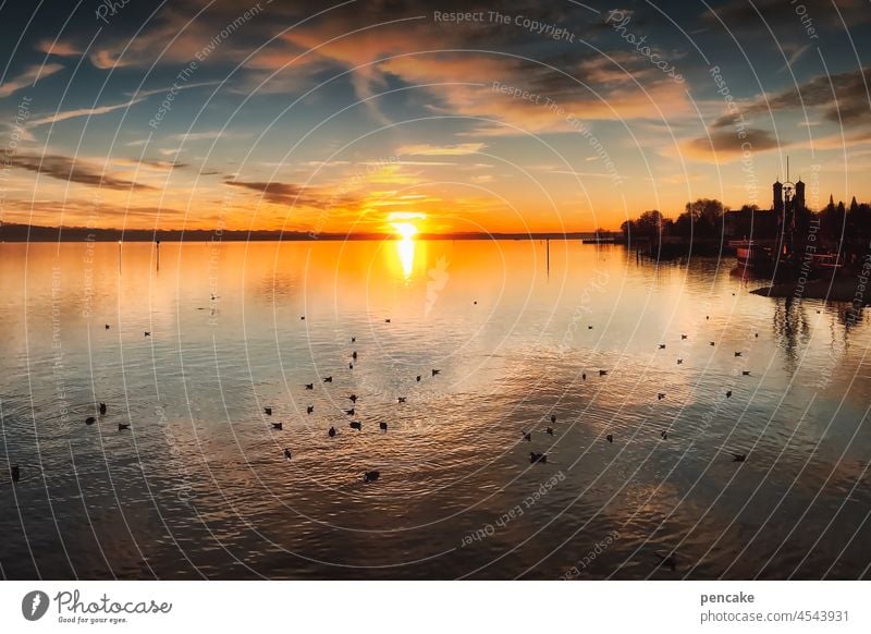 soirée am see Bodensee Ufer Vögel Wasser Wasservögel Landschaft Himmel Erholung Friedrichshafen Abendstimmung Sonne See Sonnenuntergang Sonnenlicht