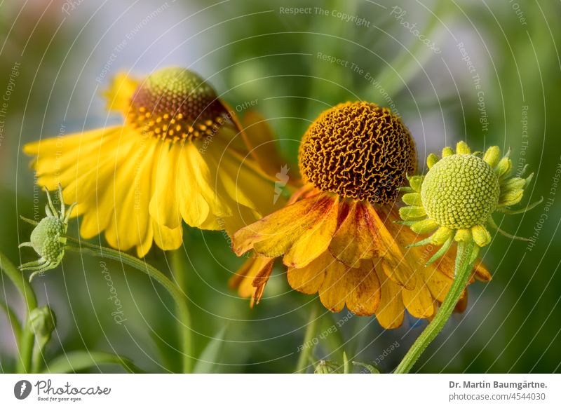 Sonnenbraut, Heleniumhybride, Blütenstände Blütenstand Zungenblüten gelb Röhrenblüten Korbblütler Asteraceae Compositae Staude krautig mehrjährig Pflanze Blume