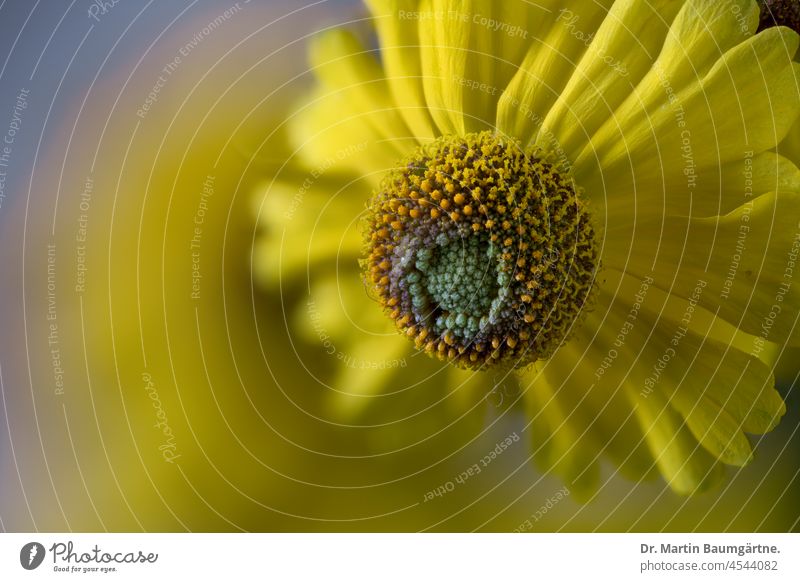 Sonnenbraut, Heleniumhybride, Blütenstand Zungenblüten gelb Röhrenblüten Korbblütler Asteraceae Compositae Staude krautig mehrjährig Pflanze Blume Zierpflanze