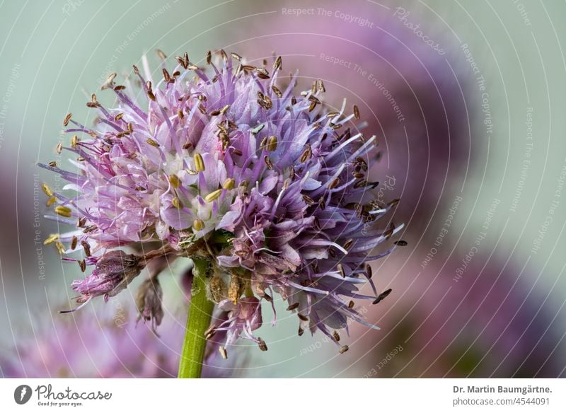 Allium insensiodorum Radić, Amaryllidaceae; ein Zierlauch, blüht im September und Oktober aus Kroatien Herbstblüher Blütenstand winterhart Pionierpflanze