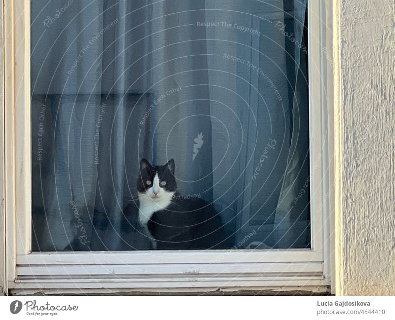 Eine Katze sitzt im Fenster. Sie schaut direkt in die Kamera. Hinter ihr befindet sich ein blauer Vorhang, und es ist viel Platz zum Kopieren vorhanden. Tier