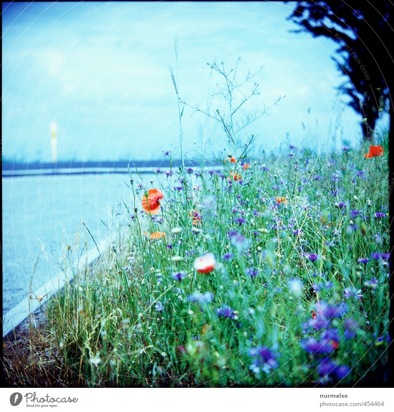 am Rande Garten Kunst Natur Pflanze Sommer Schönes Wetter Blume Sträucher Hanf Mohn Kornblume Fahrbahnmarkierung Straßenrand Straßengraben Blühend Wachstum