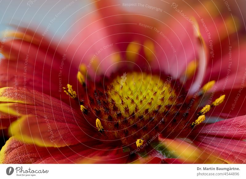 Gaillardia, Kokardenblume, Close-up mit geringer Tiefenschärfe Blütenstand geringe Tiefenschärfe Korbblütler aus Nordamerika Sorte Hybride Gartenblume