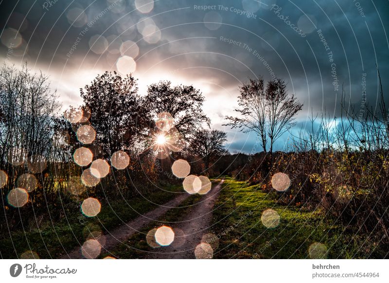 zwischenspiel Gegenlicht Wege & Pfade Märchenhaft verträumt schön Sonnenlicht Fußweg Farbfoto Außenaufnahme Licht Kontrast fantastisch Pflanze Wald Sträucher