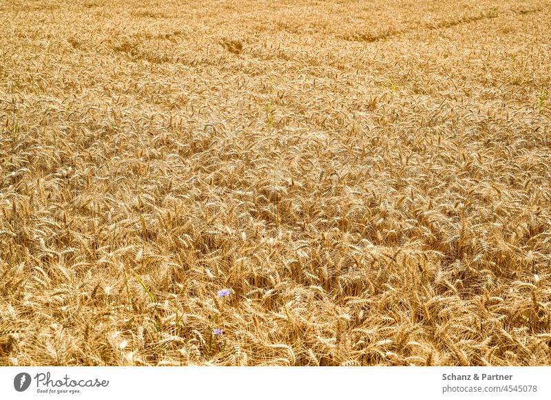 Weizenfeld Korn Feld Landwirtschaft Monokultur Ernte ernten Fläche Textur Ähren Felder Getreide Kornfeld Ackerbau Getreidefeld Nutzpflanze ökologisch Wachstum