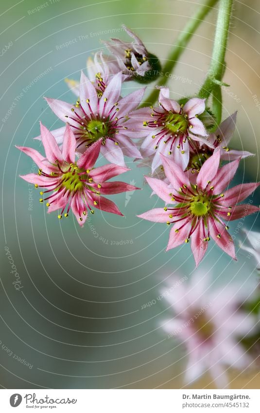 Sempervivum, Blüten rosa Sukkulente sukkulent Dickblattgewächse Crassulaceae Gebirgspflanze alpin Pflanze