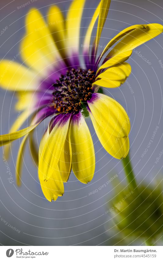 Blütenstand  einer Kapmargerite, Osteospermum aus Südafrika Staude mehrjährig nicht winterhart Korbblütler Asteraceae Compositae Sommerblume Sommerblüher