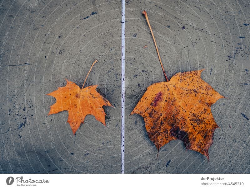 Die Mitte einer grünen Tischtennisplatte mit zwei Blättern vergänglich sterben Abschiedsgruß Baum Laubwald Herbstwald Wald Park Vergänglichkeit Gedeckte Farben