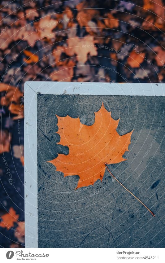 Die Ecke einer grünen Tischtennisplatte mit einem Blatt und umgeben von Laub vergänglich sterben Abschiedsgruß Baum Laubwald Herbstwald Wald Park