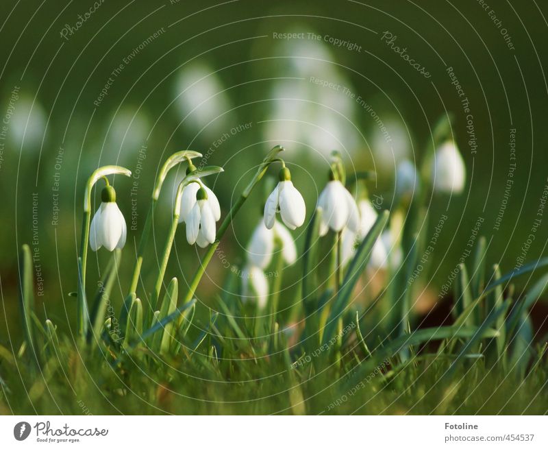 Pflanzen | Klingelingeling Umwelt Natur Frühling Schönes Wetter Blume Blüte Garten hell nah natürlich schön grün weiß Schneeglöckchen Frühblüher Farbfoto