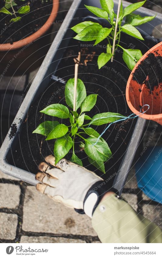 Aussaat Aufzucht – essbarer Garten Selbstversorgung Urban Gardening Ackerbau Biografie Blütezeit züchten Zucht kontrollierte Landwirtschaft