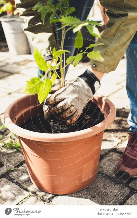 Aussaat Aufzucht – essbarer Garten Selbstversorgung Urban Gardening Ackerbau Biografie Blütezeit züchten Zucht kontrollierte Landwirtschaft