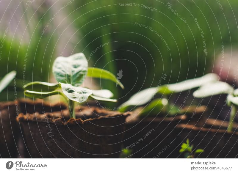 Aussaat Aufzucht – essbarer Garten Selbstversorgung Urban Gardening Ackerbau Biografie Blütezeit züchten Zucht kontrollierte Landwirtschaft