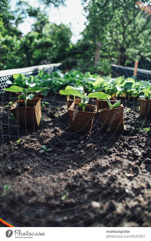 Aussaat Aufzucht – essbarer Garten Selbstversorgung Urban Gardening Ackerbau Biografie Blütezeit züchten Zucht kontrollierte Landwirtschaft