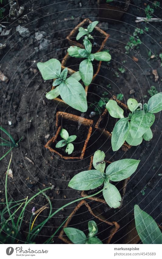 Aussaat Aufzucht – essbarer Garten Selbstversorgung Urban Gardening Ackerbau Biografie Blütezeit züchten Zucht kontrollierte Landwirtschaft