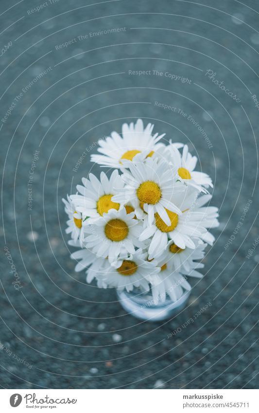 Blumen Blüten Gänseblümchen schön Schönheit Farbenpracht Blütezeit Bokeh hell braun Haufen Nahaufnahme farbenfroh Landschaft Phantasie Flora geblümt