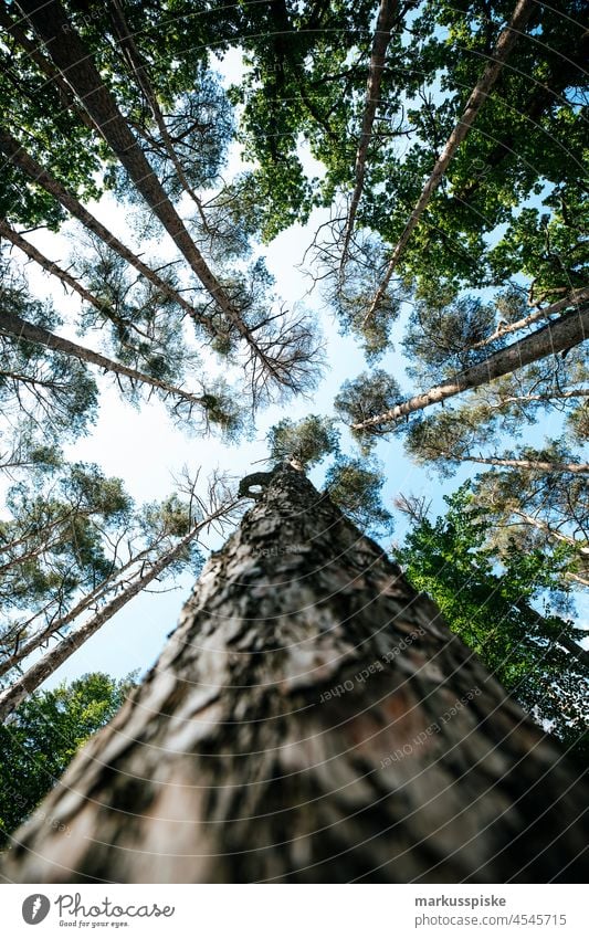 Wald Baumstamm Spitze Kettensäge Bauholz Aushärten geschnitten trocknen Energie Feuer Brennholz Forstwirtschaft Hartholz Haufen erwärmen Heizkörper Heizung Holz