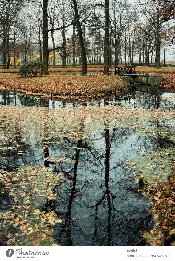 Anlage Park Landschaft Bäume Idylle Windstille friedlich Wald ruhig Pflanze Totale draußen Herbst herbstlich fließen Einsamkeit Äste und Zweige melancholisch