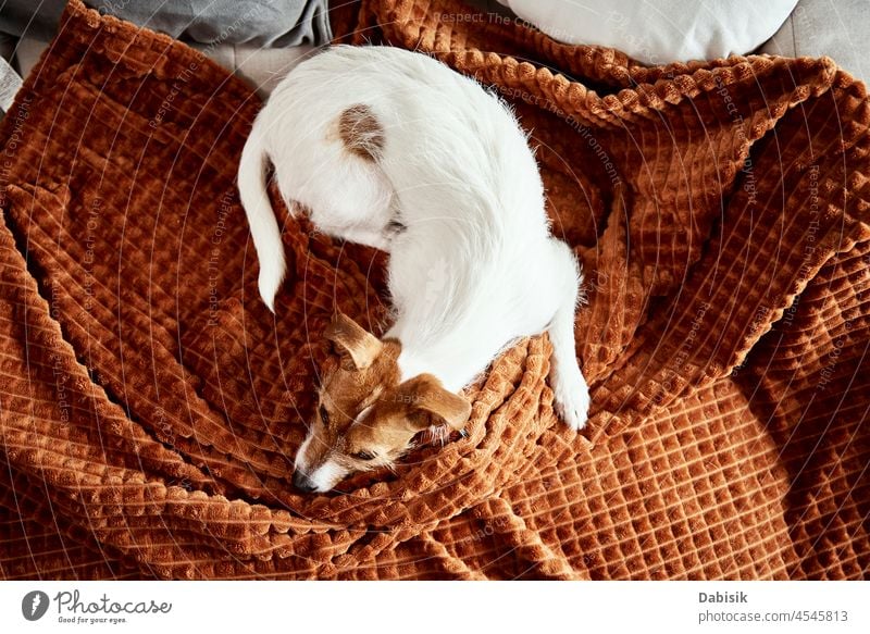 Hund faulenzt auf Couch Haustier niedlich Liege entspannt schlafen aussruhen Schlafzimmer gemütlich Tier Säugetier Eckzahn Blick bezaubernd Appartement schön