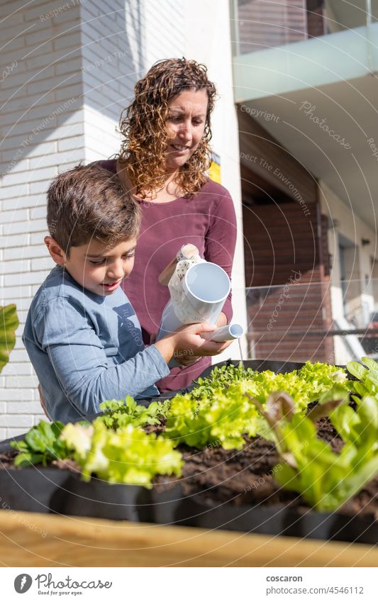 Mutter und Sohn gießen Gemüse in ihrem städtischen Garten Ackerbau Architektur Rucola Balkon Großstadt Umwelt Familie Lebensmittel frisch Gärtner Gartenarbeit