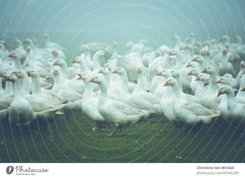 Hoffentlich glückliche Gänse im Nebel auf einer  Wiese Gans Geflügelfarm Gänsewiese Geflügelhof Tier Vogel Nutztier Freilandhaltung Tierporträt Bauernhof weiß