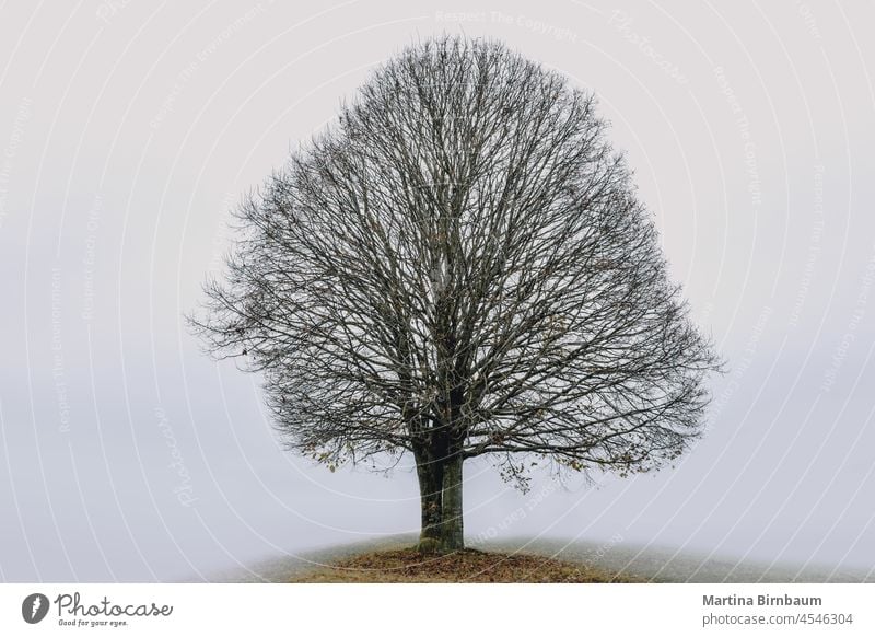 Ein kahler Baum im November mit einem grauen, nebligen Hintergrund alt laublos rot fallen unverhüllt im Freien Himmel Blues Nebel Trauerarbeit traurig tristesse