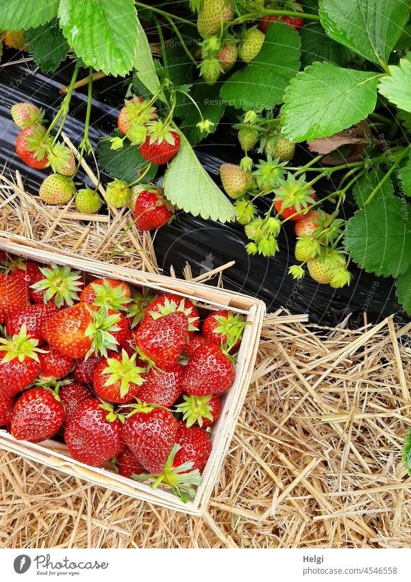 Schlaraffenland | leckere Erdbeeren direkt vom Feld Erdbeerfeld Landwirtschaft Frucht Sommer Erdbeerpflanze reif unreif Korb gepflückt gesund Stroh Folie frisch