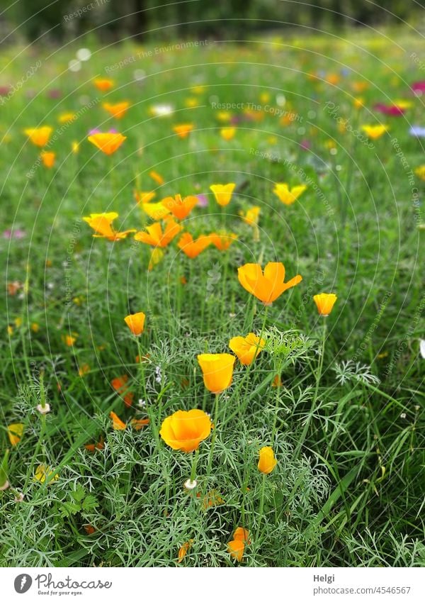 Mo(h)ntag - Kalifornischer Goldmohn auf einer Blühwiese Kalifornischer Mohn Eschscholzia californica Kalifornischer Kappenmohn Schlafmützchen Mohngewächs