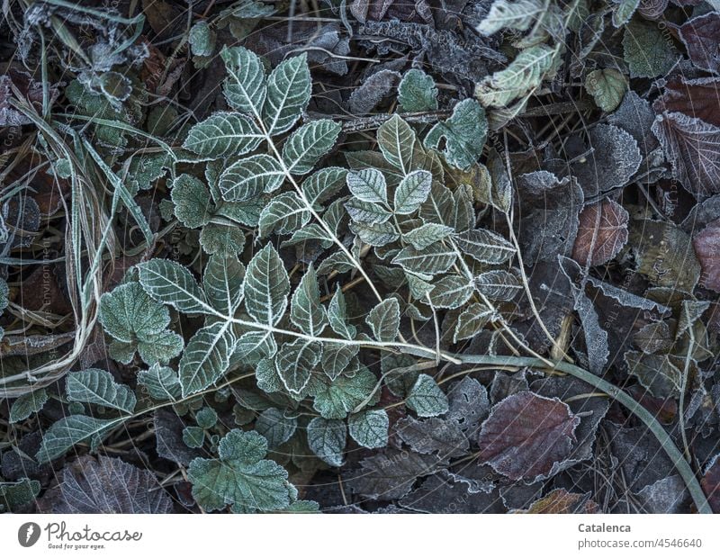 Raureif bedeckt den abgefallenen Zweig  der Esche Natur Flora Pflanze Baum Stimmung Tageslicht Botanik Winter erstarren Frost Eis Kälte kalt winterlich Blätter