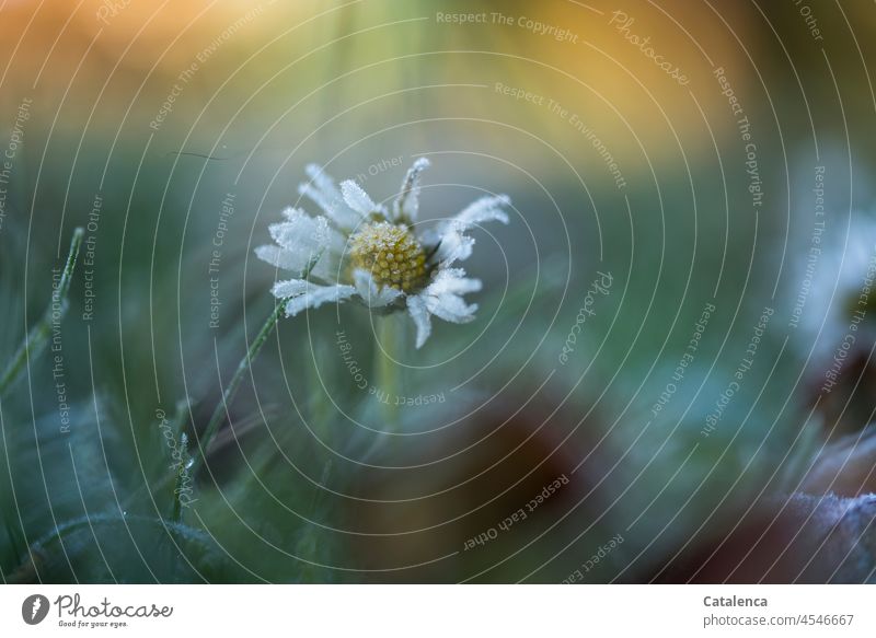 Ein frierendes Gänseblümchen Außenaufnahme Natur Flora Garten Tag Tageslicht blühen verblühen Blume Wiese Pflanze Blüte winterlich Raureif kalt Kälte Eis Frost