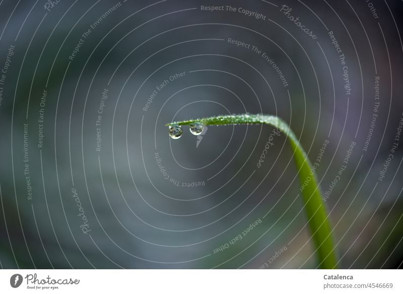 Der Frost hat die zwei Regentropfen an der Spitze des Grashalms erstarren lassen Winter Kälte Eis Wasser Wassertropfen Gefroren kalt Natur Flora Pflanze