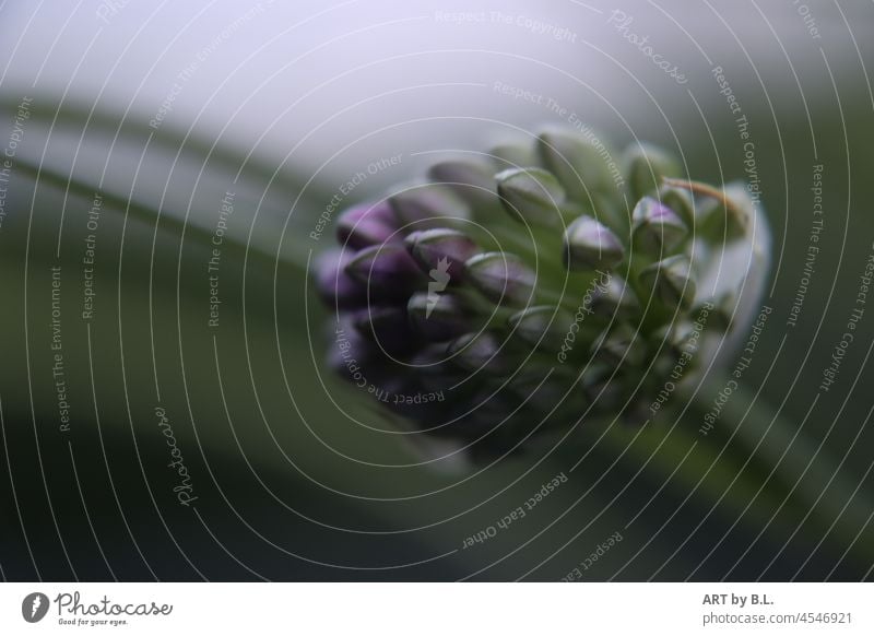 Allium die Letzte wunder der Natur makro nahaufnahme jahreszeit blume allium garten ausschnitt Lauch zierlauch viele samen filigran herbst dark dunkel pflanze