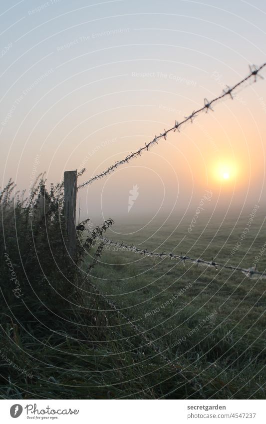 [Teufelsmoor 2021] stacheliger Morgen Idylle ruhig Farbfoto Feld weitläufig Sonne Deutschland Sonnenstrahlen Sonnenaufgang - Morgendämmerung Sonnenlicht Herbst