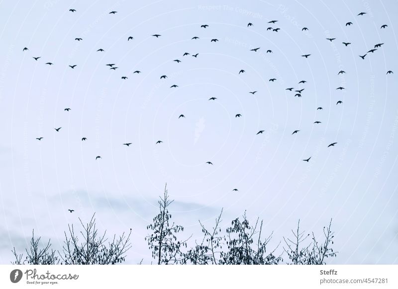 Dezembervögel Vögel Vogelzug Vogelschar Vogelschwarm Vogelflug Schwarm Stare lautlos Wildvögel Dezemberlicht Melancholie Sehnsucht Vogelbeobachtung