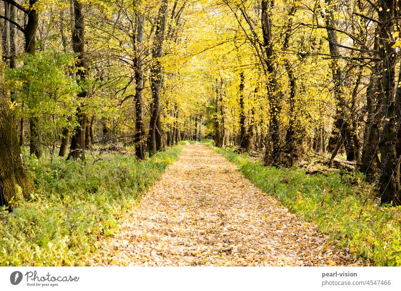 Herbstallee Totale Zentralperspektive Tag Hintergrund neutral Textfreiraum unten Textfreiraum rechts Textfreiraum links Farbfoto Außenaufnahme Einsamkeit Blatt