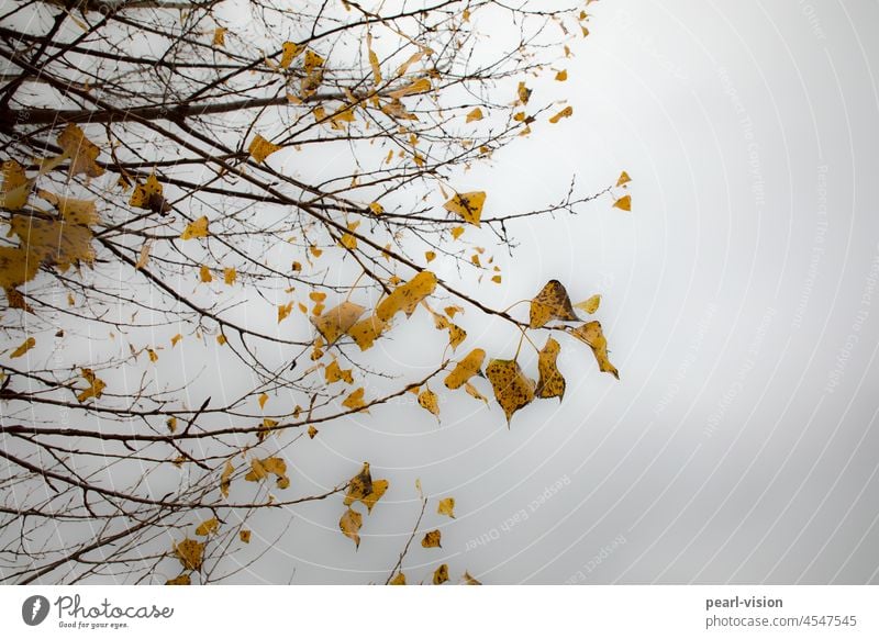 Blätter im Herbst Laubwerk Herbststimmung Jahreszeiten gelb ästhetisch Natur Herbstlaub herbstlich Herbstfärbung Herbstwetter Blatt Farbfoto Außenaufnahme