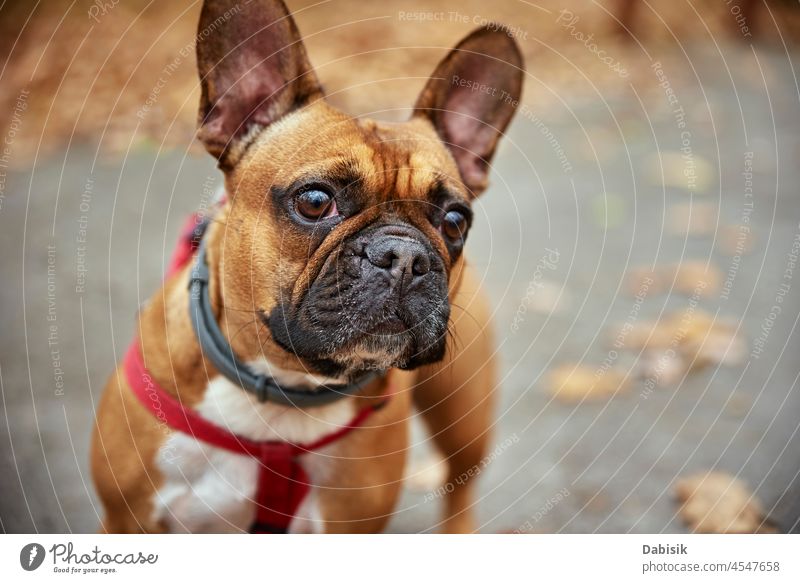 Französische Bulldogge geht im Herbst im Park spazieren Hund Porträt niedlich Stammbaum Spaziergang Natur im Freien Haustier Besitzer Saison Tier züchten