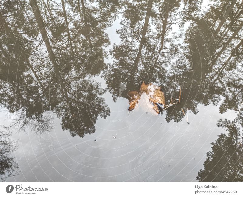 Pfütze, in der sich Himmel und Bäume spiegeln Reflexion & Spiegelung Wasser Wasserlache Wasserspiegelung nass Regen Herbst schlechtes Wetter Baum Blatt Asphalt