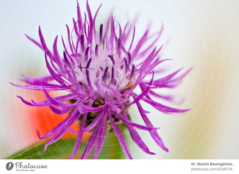 Wiesenflockenblume (Centaurea jacea) oder Gewöhnliche Flockenblume aus der Familie der Asteraceae Blütenstand Staude ausdauernd Korbblütler bitter ungiftig