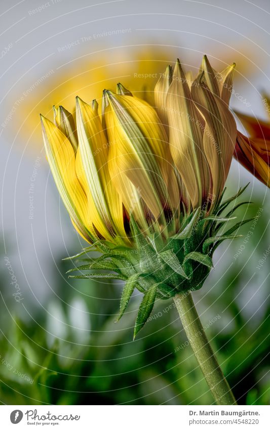 Sich öffnender Blütenstand einer Gazanie mit gelben Zungenblüten Gazania aufblühen Korbblütler aus Südafrika Asteraceae Compositae Blume Pflanze mehrjährig