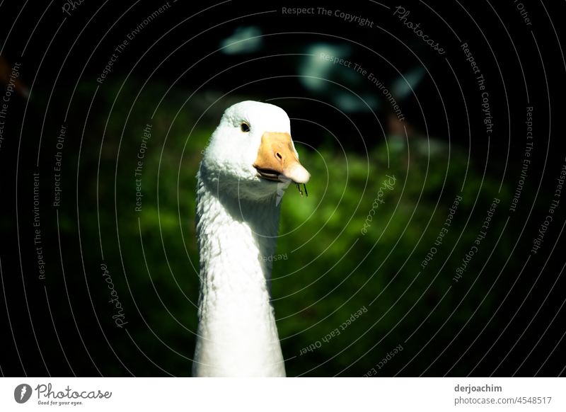 Der Kopf einer Gans schaut im Halbschatten zum Fotografen. Außenaufnahme Tierporträt Menschenleer Schnabel weiß Blick in die Kamera Vogel 1 Farbfoto Tag