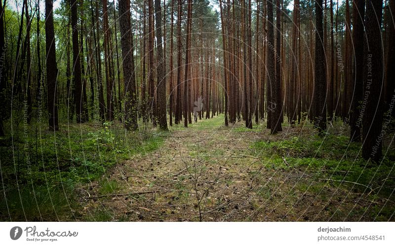 Herbstspaziergang im Wald. Bäume Grün Natur Nahaufnahme Detailaufnahme wachsen natürlich Farbfoto Blätter leben herbst