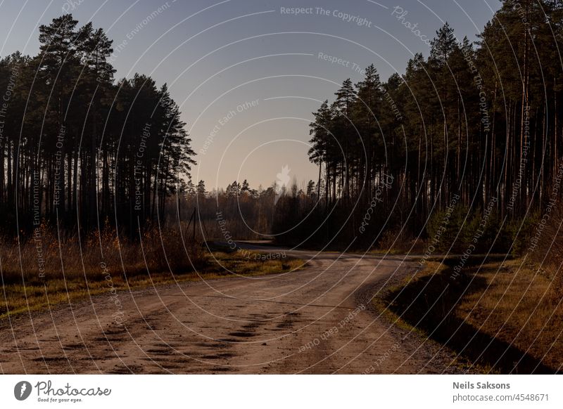 kurvenreiche Schotterstraße durch einen schönen Kiefernwald im Herbst Abenteuer angewinkelt Windstille Landschaft Margeriten leer Umwelt Europa Flora Wald Gras