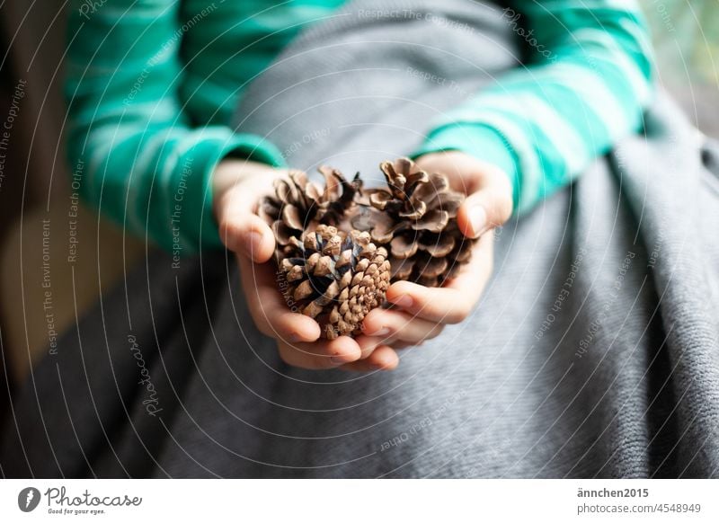 Junge hält in beiden Händen drei Tannenzapfen Weihnachten kind Natur wald Farbfoto Zapfen Wald Schwache Tiefenschärfe Nahaufnahme braun Herbst natürlich