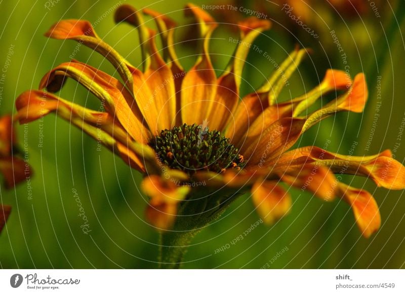 rollblume Blume Pflanze grün Makroaufnahme Tiefenunschärfe orange